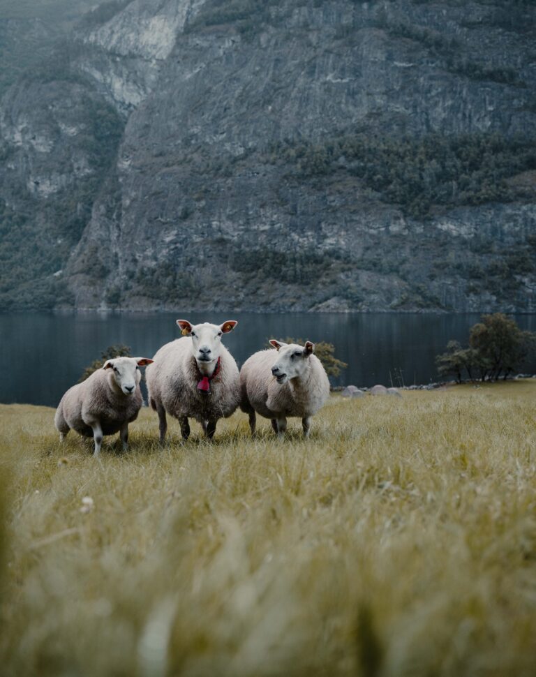 3 sheep - Kayaking - Norway fjord - hiking in Norway - kayaking - from Brussels airport